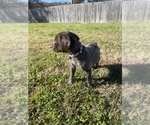 Small Photo #3 German Shorthaired Pointer Puppy For Sale in ELIZABETH CITY, NC, USA