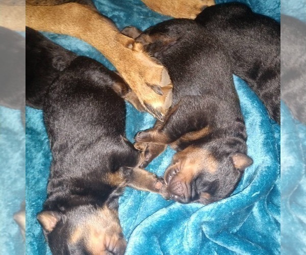 Medium Photo #8 Rottweiler Puppy For Sale in NIPOMO, CA, USA