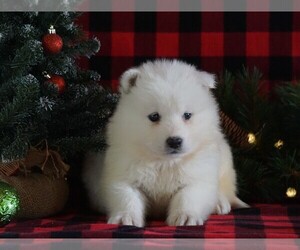 Samoyed Puppy for sale in FREDERICKSBG, OH, USA