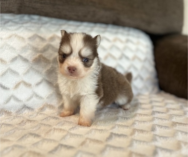 Medium Photo #6 Pomsky Puppy For Sale in DRACUT, MA, USA