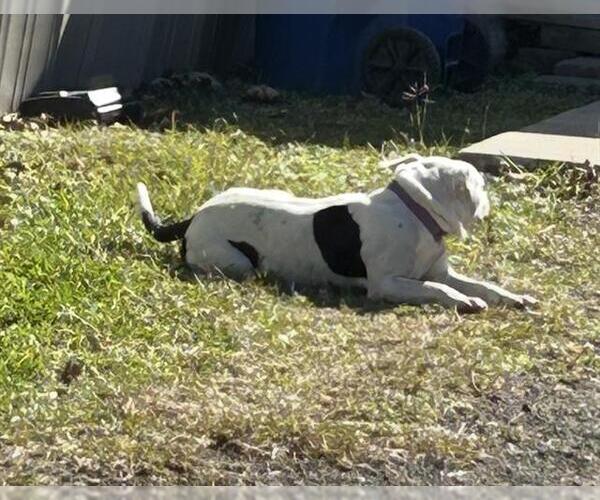 Medium Photo #1 American Pit Bull Terrier-Unknown Mix Puppy For Sale in Rosenberg, TX, USA