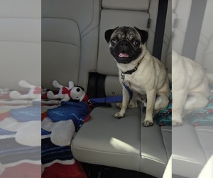 Pug Puppy for sale in STEDMAN, NC, USA