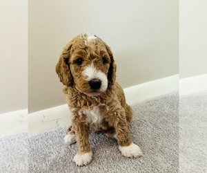 Goldendoodle Puppy for sale in MONMOUTH, IL, USA