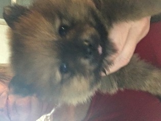 Pomeranian Puppy for sale in SPRINGFIELD, IL, USA