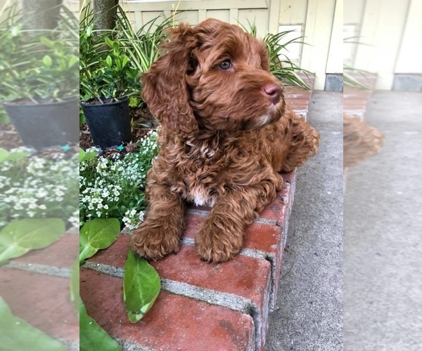 Medium Photo #13 Australian Labradoodle Puppy For Sale in MILL VALLEY, CA, USA