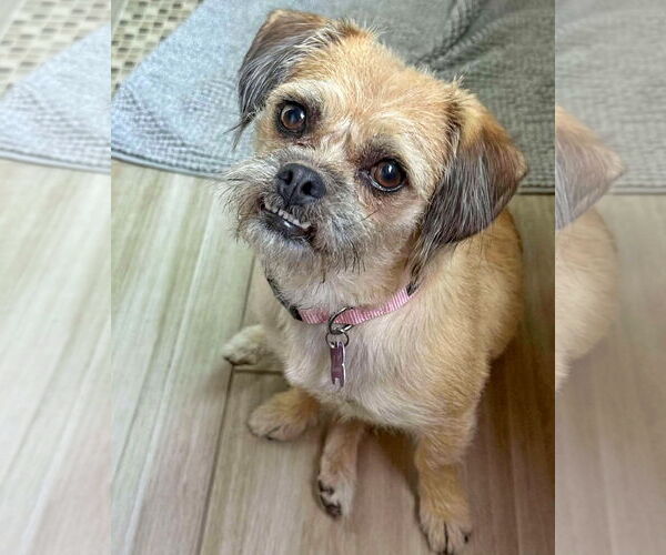 Medium Photo #4 Border Terrier-Unknown Mix Puppy For Sale in Corona, CA, USA