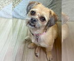 Small #3 Border Terrier Mix