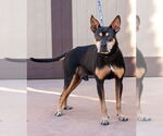 Small #6 Doberman Pinscher Mix