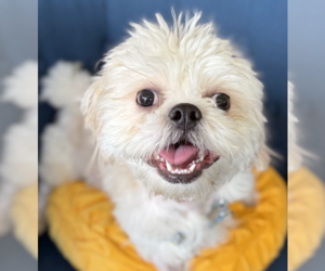 Shih Tzu-Unknown Mix Dogs for adoption in Brooklyn, NY, USA