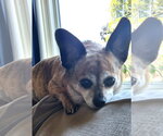 Small #1 Chihuahua Mix