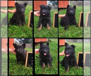 German Shepherd Dog Puppy for sale in COUCH, MO, USA