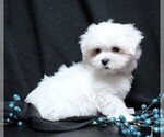 Small #1 Maltese
