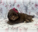 Small #4 ShihPoo