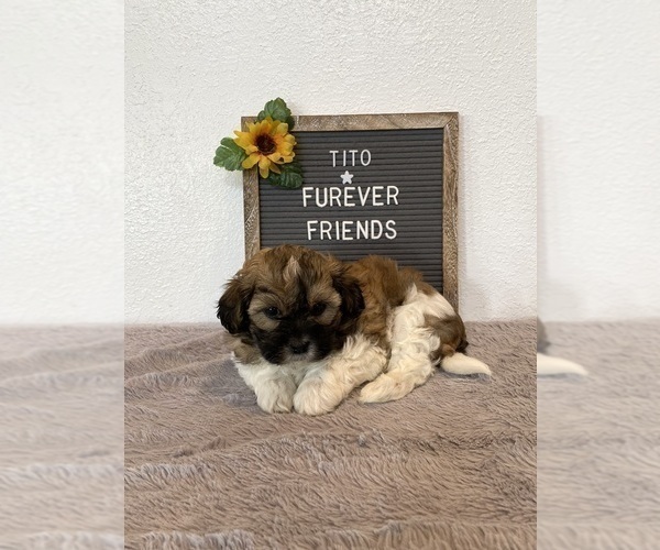Medium Photo #1 Zuchon Puppy For Sale in BLOOMFIELD, IN, USA