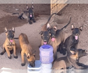 Belgian Malinois Puppy for Sale in APPLE VALLEY, California USA