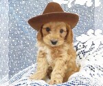 Small Photo #1 Cavapoo Puppy For Sale in NORWOOD, MO, USA