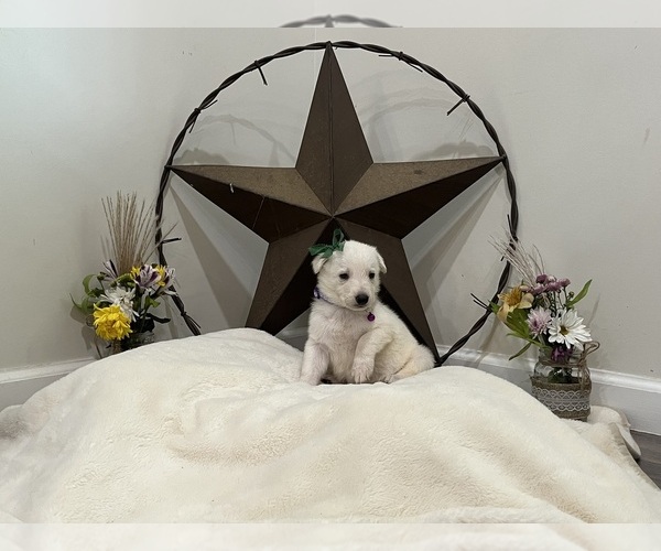 Medium Photo #2 German Shepherd Dog Puppy For Sale in GRIFFIN, GA, USA