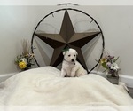 Small #1 German Shepherd Dog