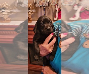 Labrador Retriever Puppy for sale in ROBINSON, PA, USA