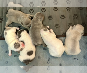 French Bulldog Litter for sale in WEXFORD, PA, USA