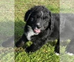 Small Photo #1 Bernedoodle Puppy For Sale in GENTRY, AR, USA
