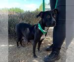 Small #1 American Pit Bull Terrier Mix