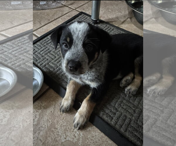 Medium Photo #3 Mutt Puppy For Sale in Sebec, ME, USA