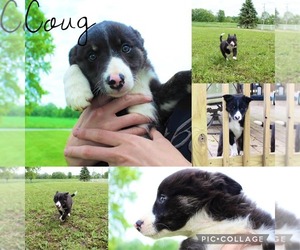 Border Collie Puppy for sale in GREENWICH, OH, USA