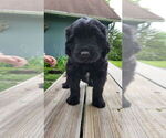 Puppy Missy Newfoundland-Otterhound Mix