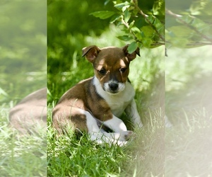Australian Shepherd-Jack Russell Terrier Mix Puppy for sale in ORRVILLE, OH, USA