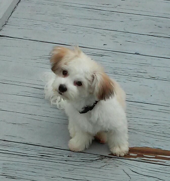 Medium Photo #1 Havanese Puppy For Sale in HOMOSASSA, FL, USA