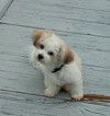 Small Photo #1 Havanese Puppy For Sale in HOMOSASSA, FL, USA