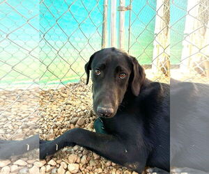 Labrador Retriever Dogs for adoption in San Diego, CA, USA