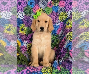 Golden Retriever Puppy for sale in CHRISTIANA, PA, USA