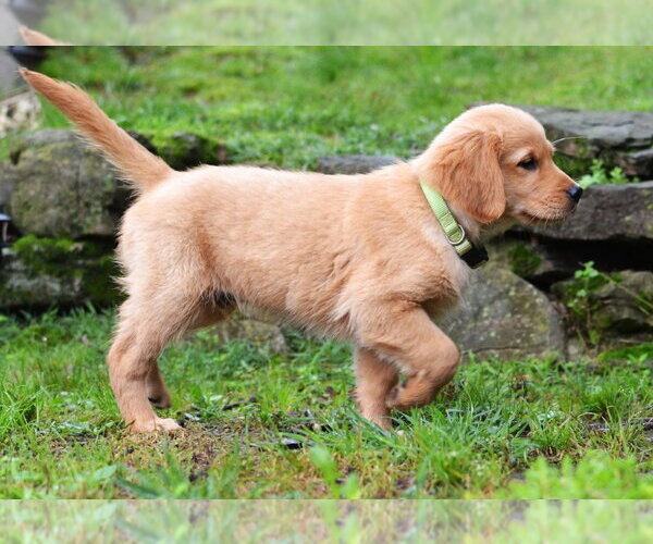 Medium Photo #2 Golden Retriever Puppy For Sale in Germanton, TN, USA