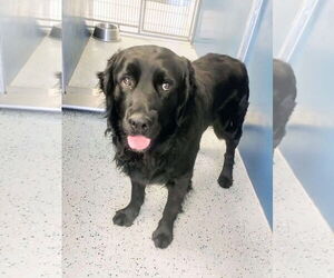 Labrador Retriever-Unknown Mix Dogs for adoption in San Diego, CA, USA