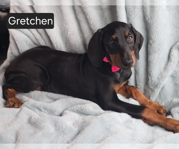 Medium Photo #3 Doberman Pinscher Puppy For Sale in POMEROY, OH, USA