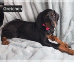 Small #2 Doberman Pinscher
