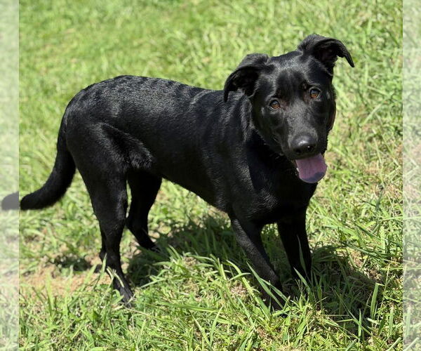 Medium Photo #1 Labrador Retriever Puppy For Sale in Virginia Beach, VA, USA