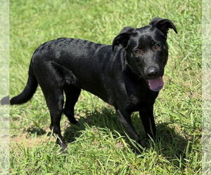 Labrador Retriever Dogs for adoption in Virginia Beach, VA, USA
