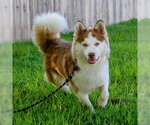 Small Siberian Husky Mix