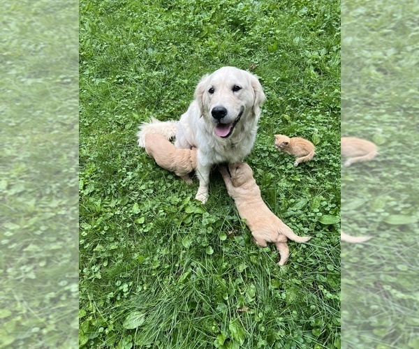 Medium Photo #1 English Cream Golden Retriever Puppy For Sale in NEILLSVILLE, WI, USA
