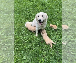 Mother of the English Cream Golden Retriever puppies born on 05/26/2025