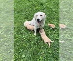 Small Photo #1 English Cream Golden Retriever Puppy For Sale in NEILLSVILLE, WI, USA