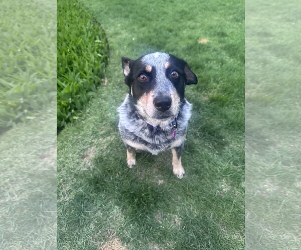 Medium Photo #12 Mutt Puppy For Sale in Garden City, NY, USA
