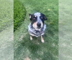 Small #11 Mutt