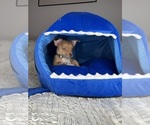 Small #5 Chihuahua