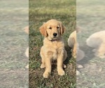 Puppy Purple Collar Golden Retriever