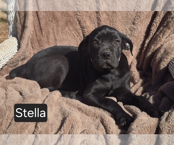 Medium Photo #5 Cane Corso Puppy For Sale in MINERAL WELLS, WV, USA