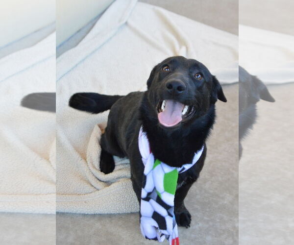 Medium Photo #2 Unknown-Welsh Corgi Mix Puppy For Sale in McKinney, TX, USA